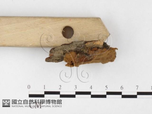 登錄號:F0026062藏品圖，第3張