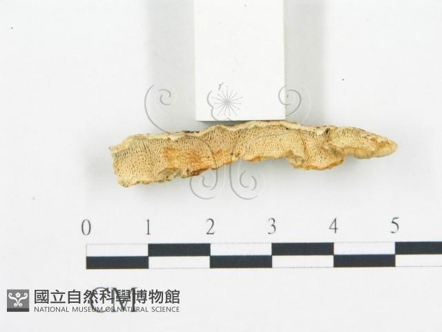 登錄號:F0006062藏品圖，第3張