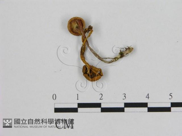 小皮傘屬藏品圖，第3張