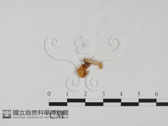 登錄號:F0021062藏品圖，第3張