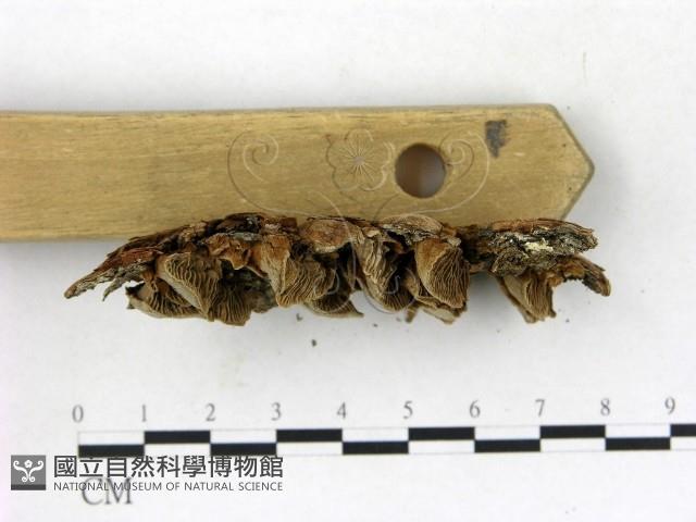 登錄號:F0014062藏品圖，第3張