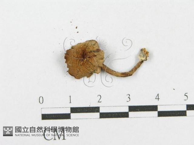 登錄號:F0002062藏品圖，第3張