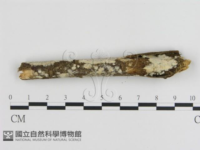 刺皮菌屬藏品圖，第3張