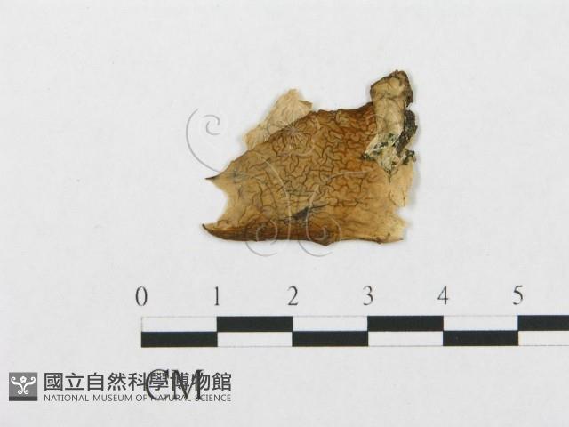 登錄號:F0019062藏品圖，第3張