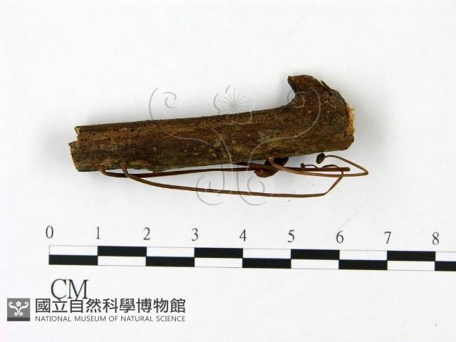 小皮傘屬藏品圖，第3張