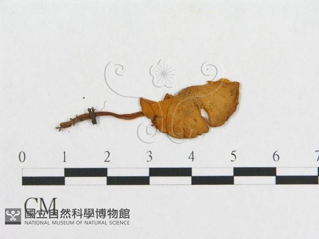 登錄號:F0013062藏品圖，第3張