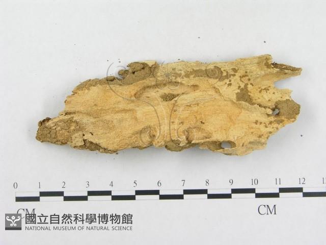 登錄號:F0020362藏品圖，第3張