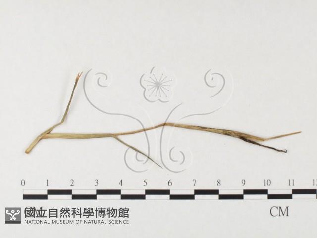 登錄號:F0026362藏品圖，第1張