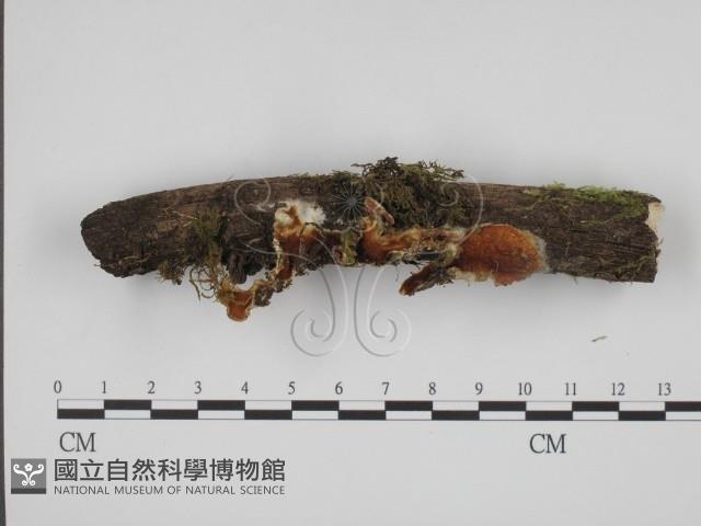 登錄號:F0016362藏品圖，第3張