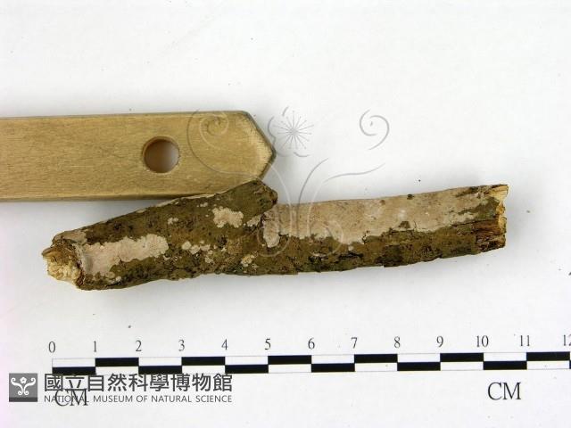 刺皮菌屬藏品圖，第1張