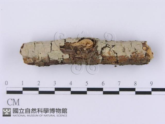登錄號:F0001362藏品圖，第3張