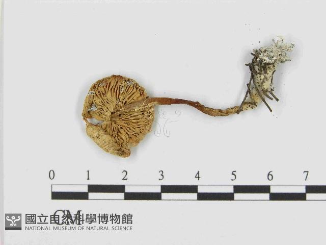 登錄號:F0014362藏品圖，第3張