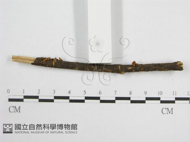 微皮傘屬藏品圖，第3張