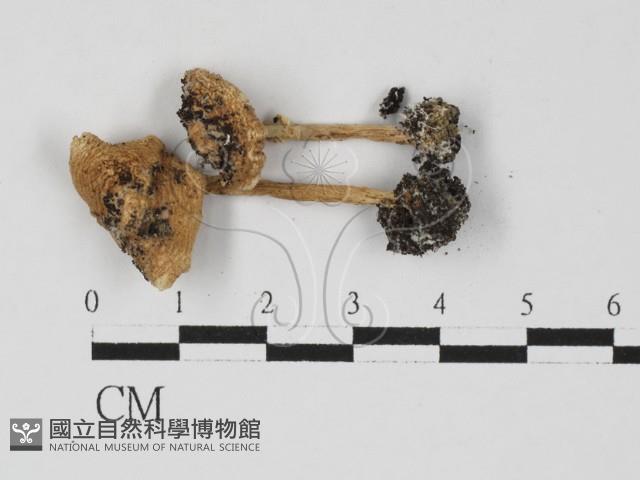 登錄號:F0027362藏品圖，第3張