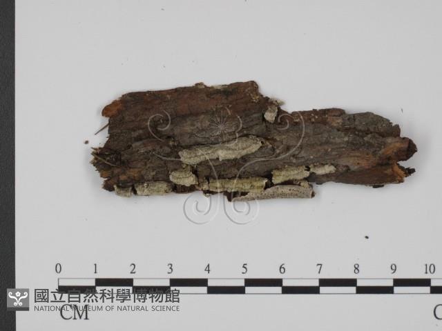 登錄號:F0017362藏品圖，第3張