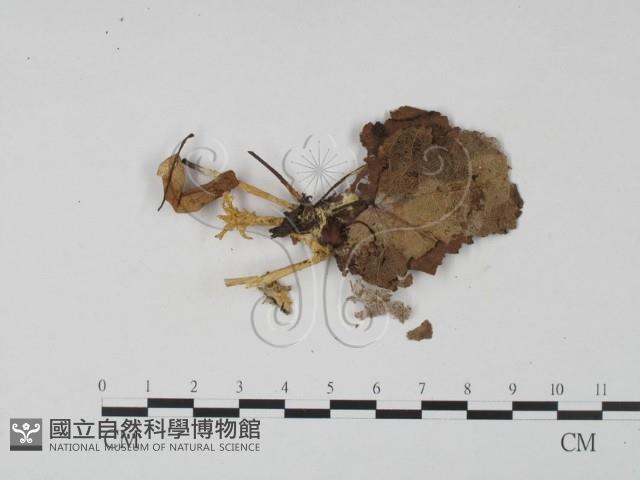 登錄號:F0015362藏品圖，第3張