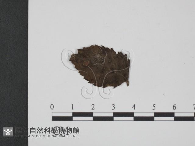 登錄號:F0019362藏品圖，第3張