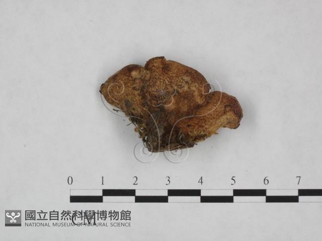 殘孔菌屬藏品圖，第3張