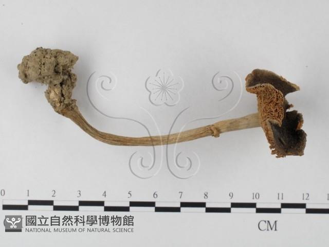 登錄號:F0003362藏品圖，第3張