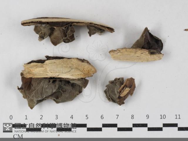 毛木耳藏品圖，第3張