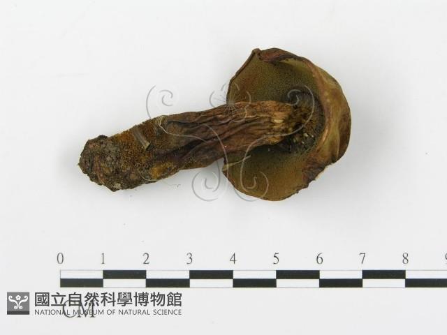 登錄號:F0020222藏品圖，第1張