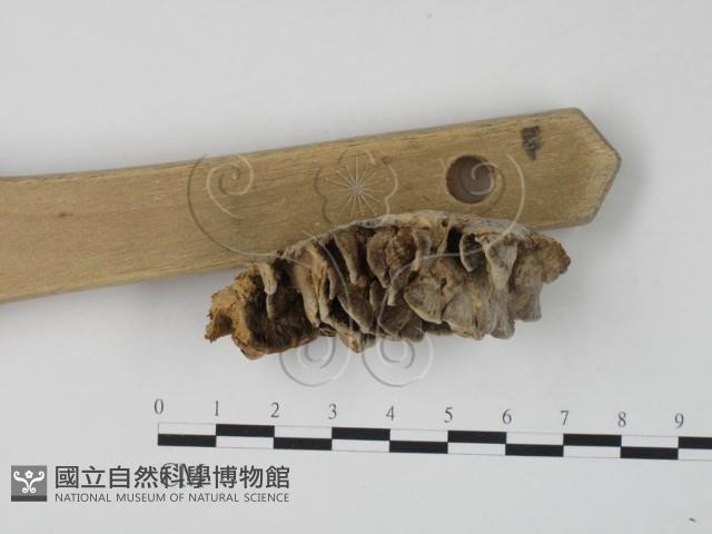 栓菌屬藏品圖，第3張