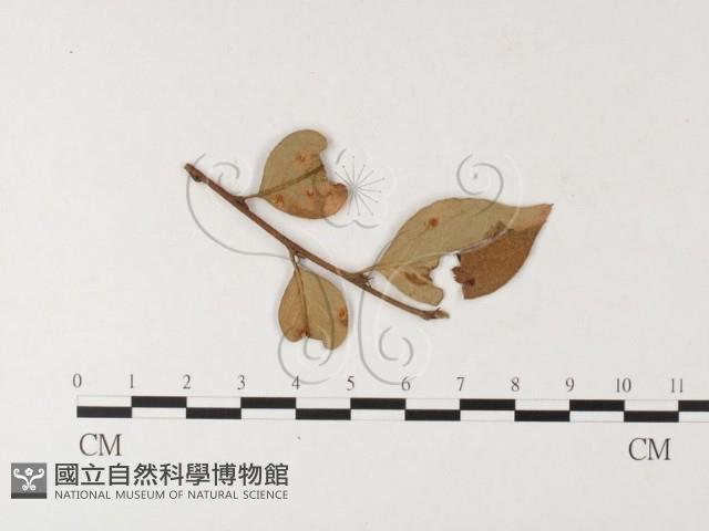 登錄號:F0026222藏品圖，第1張