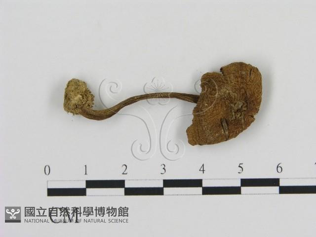 登錄號:F0016222藏品圖，第3張