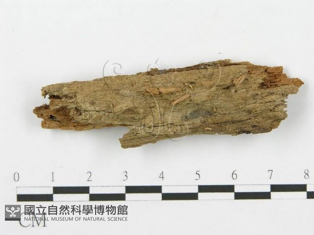 登錄號:F0014222藏品圖，第3張