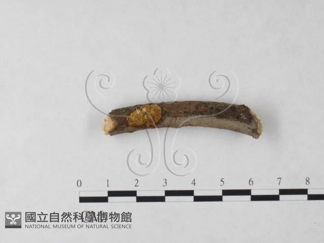 刺革菌屬藏品圖，第3張