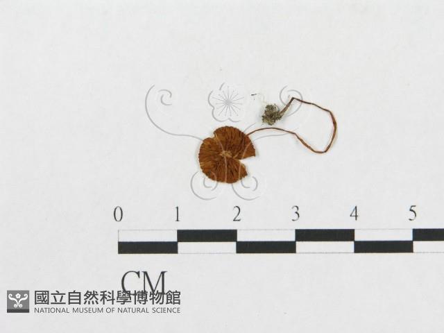 登錄號:F0017222藏品圖，第3張