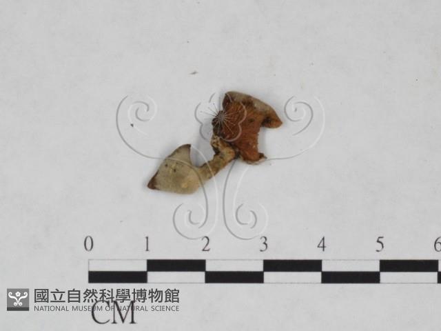 登錄號:F0025222藏品圖，第3張