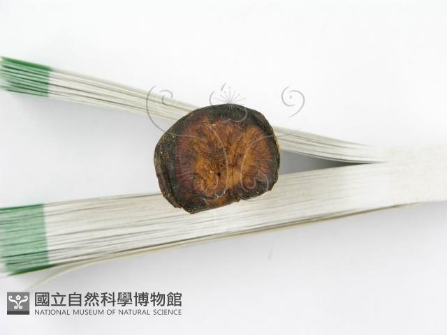 集毛菌屬藏品圖，第3張