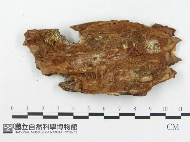 登錄號:F0015222藏品圖，第3張