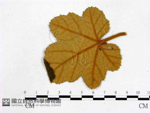 登錄號:F0019222藏品圖，第3張