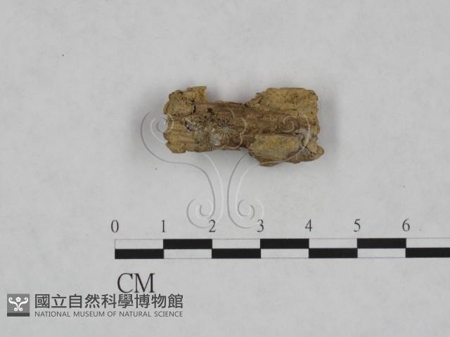 登錄號:F0023222藏品圖，第3張