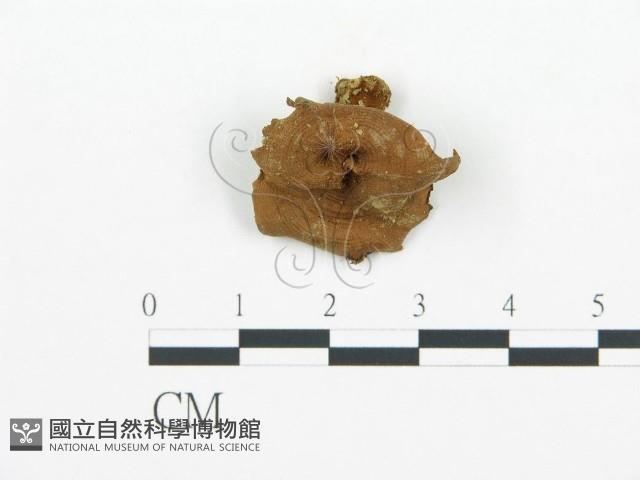 集毛菌屬藏品圖，第3張