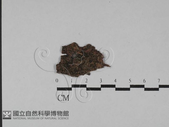 登錄號:F0028822藏品圖，第1張