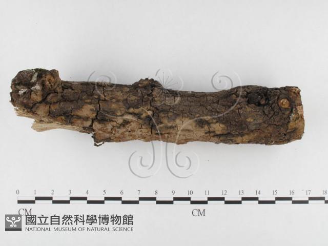 登錄號:F0026822藏品圖，第3張