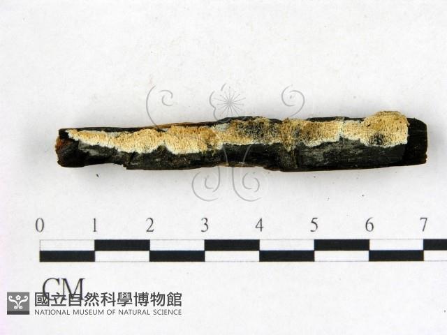 登錄號:F0006822藏品圖，第3張