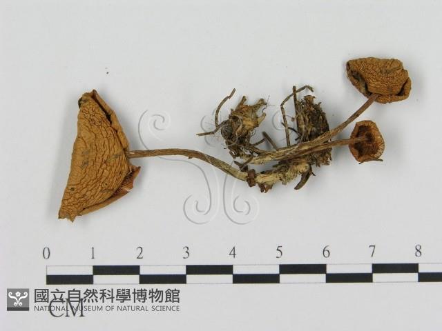 登錄號:F0004822藏品圖，第3張