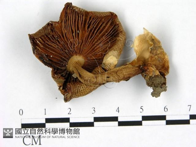 登錄號:F0022822藏品圖，第3張