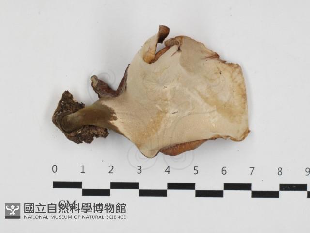 多孔菌屬藏品圖，第3張