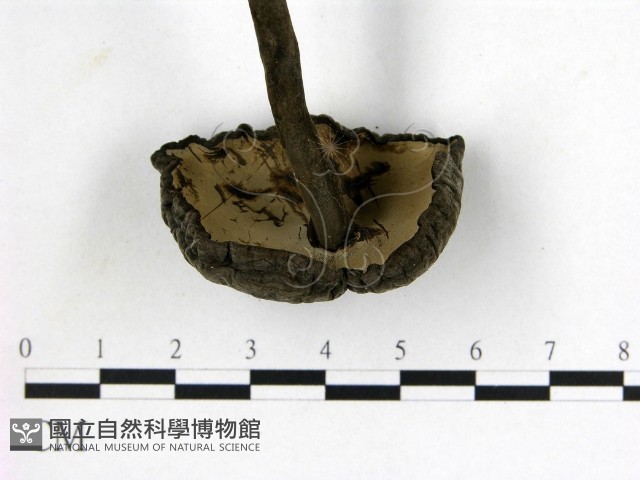 假芝屬藏品圖，第3張