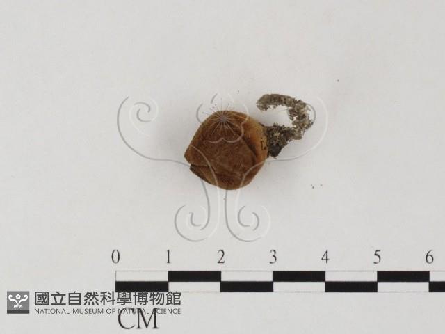 登錄號:F0025822藏品圖，第3張