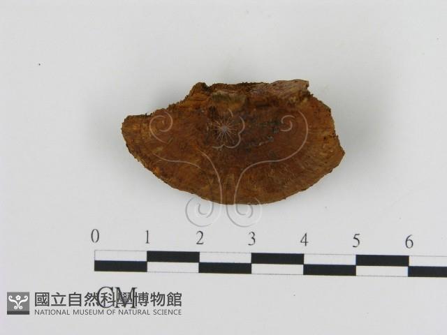 登錄號:F0005822藏品圖，第3張