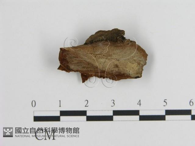 登錄號:F0019822藏品圖，第1張