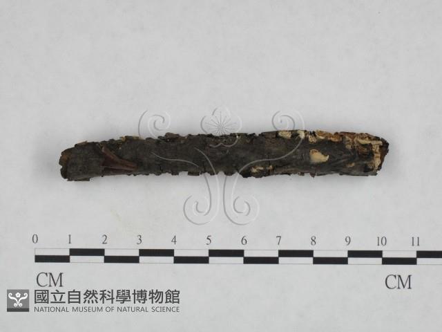 登錄號:F0023822藏品圖，第3張