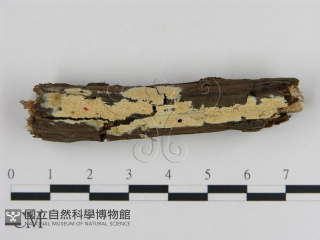 登錄號:F0020922藏品圖，第3張
