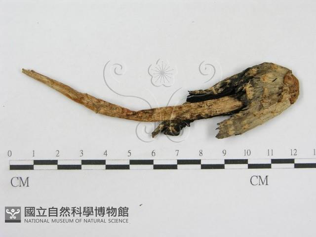 登錄號:F0010922藏品圖，第3張